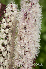 September-Silberkerze, Cimicifuga ramosa 'Chocoholic'