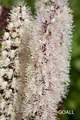 September-Silberkerze, Cimicifuga ramosa 'Chocoholic'