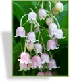 Maiglöckchen, Convallaria majalis 'Rosea'
