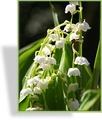 Maiglöckchen, Convallaria majalis 'Grandiflora'