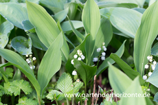 Gewöhnliches Maiglöckchen, Convallaria majalis