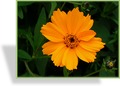 Mädchenauge, Coreopsis grandiflora 'Christchurch'