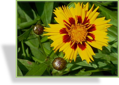 Mädchenauge, Coreopsis lanceolata 'Sterntaler'