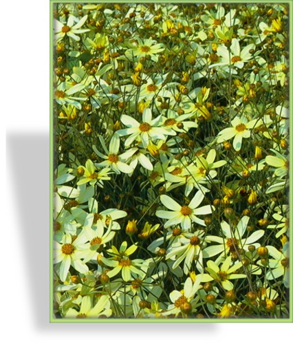 Mädchenauge, Coreopsis verticillata 'Moonbeam'
