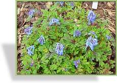 Lerchensporn, Blauer Lerchensporn, Corydalis flexuosa