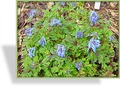 Lerchensporn, Blauer Lerchensporn, Corydalis flexuosa