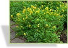 Lerchensporn