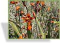 Montbretie, Crocosmia, Crocosmia x crocosmiiflora 'Emily McKenzie'