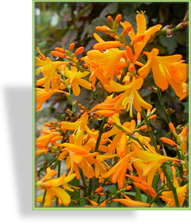 Montbretie, Crocosmia, Crocosmia x crocosmiiflora 'George Davidson'