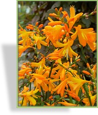 Montbretie, Crocosmia, Crocosmia x crocosmiiflora 'George Davidson'