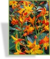 Montbretie, Crocosmia, Crocosmia x crocosmiiflora 'Meteor'