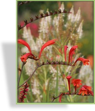 Montbretie, Crocosmia, Crocosmia x crocosmiiflora 'Lucifer'