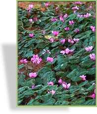 Alpenveilchen, Wildalpenveilchen, Cyclamen coum