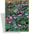 Alpenveilchen, Wildalpenveilchen, Cyclamen coum