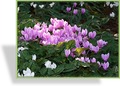 Alpenveilchen, Cyclamen hederifolium 'Amaze Me rosa'
