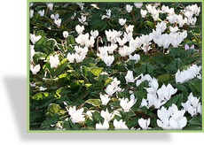 Alpenveilchen, Cyclamen hederifolium 'Amaze Me weiß'