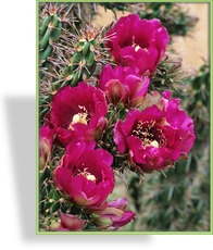 Feigenkaktus, winterhart, Cylindropuntia imbricata