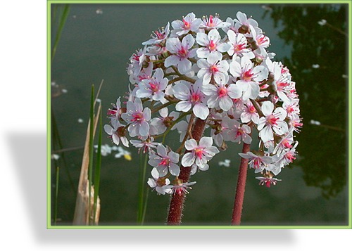 Schildblatt, Darmera peltata