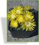 Mittagsblume