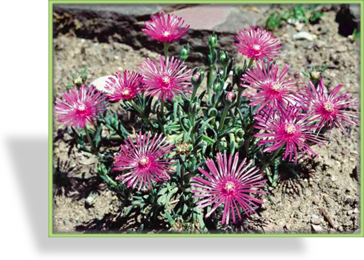 Mittagsblume, Delosperma cooperi
