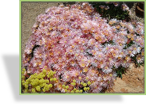 Mittagsblume, Delosperma cooperi 'Mesa Verde'