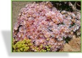 Mittagsblume, Delosperma cooperi 'Mesa Verde'