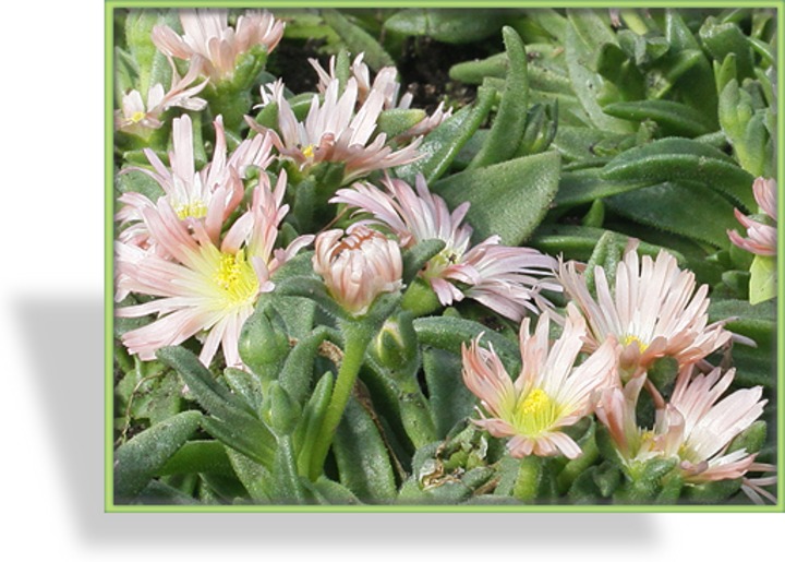 Mittagsblume, Delosperma sutherlandii 'Peach Star'