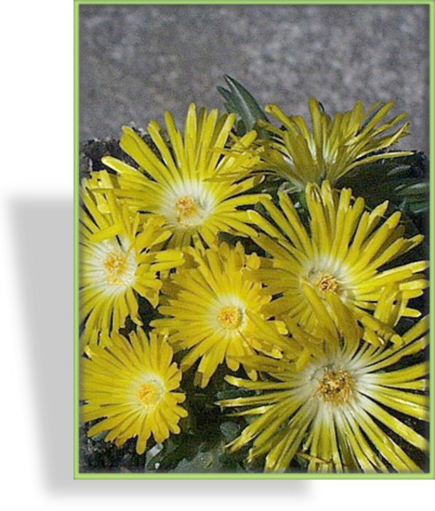 Mittagsblume, Delosperma lineare