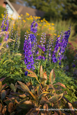 Rittersporn, Delphinium cultorum 'Hollands Glorie'