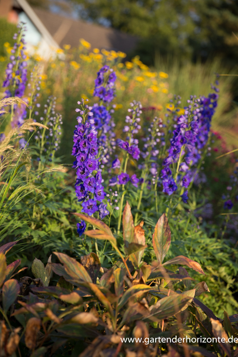 Rittersporn, Delphinium cultorum 'Hollands Glorie'