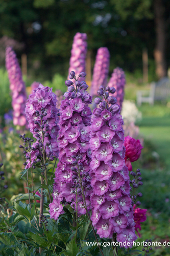 Rittersporn, Delphinium cultorum 'Pink Power'