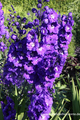 Rittersporn, Delphinium cultorum 'Delphis Power'