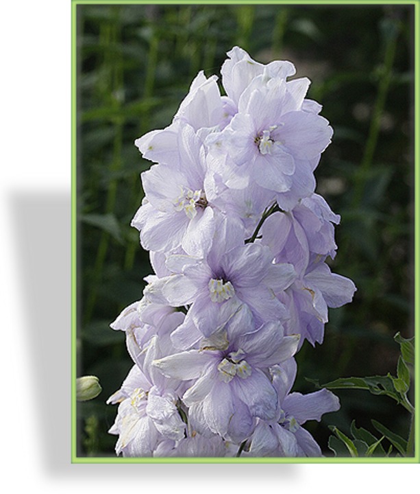 Rittersporn, Delphinium cultorum 'Delphis Misty'