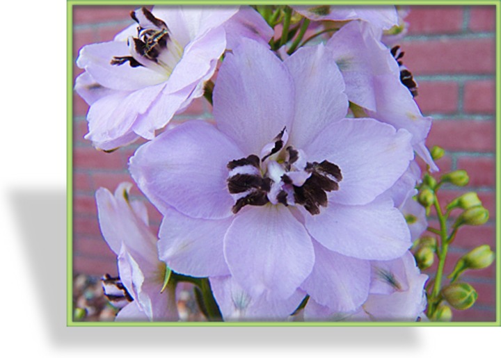 Rittersporn, Delphinium cultorum 'Sky Sensation'