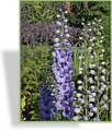 Rittersporn, Delphinium cultorum 'Starlight'