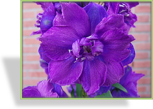 Rittersporn, Delphinium cultorum 'Christel'