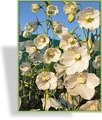 Rittersporn, Delphinium x belladonna 'Schneewittchen'