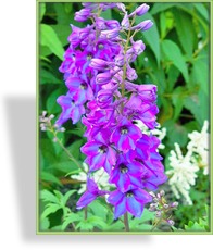 Rittersporn, Delphinium x elatum 'Finsteraarhorn'