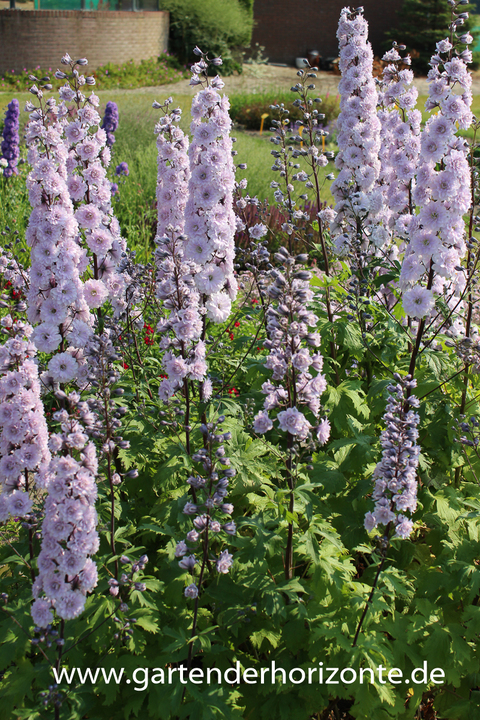 Halbhoher Gefüllter Rittersporn, Delphinium Highlander 'Cha Cha'