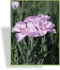 Nelke, Pfingstnelke, Dianthus gratianopolitanus 'Warden Hybride'