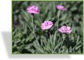 Nelke, Pfingstnelke, Dianthus gratianopolitanus 'Pink Jewel'