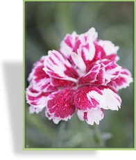 Nelke, Pfingstnelke, Dianthus gratianopolitanus 'Walfried Gem'