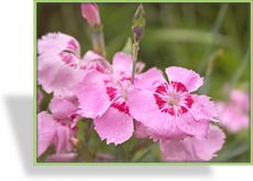 Nelke, Pfingstnelke, Dianthus gratianopolitanus 'Blauigel'