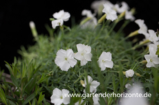 Pfingst-Nelke, Dianthus gratianop.'La Bourboule Blanche'