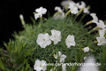 Pfingst-Nelke, Dianthus gratianop.'La Bourboule Blanche'