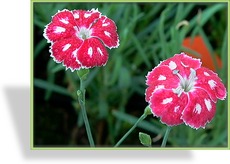 Nelke, Federnelke, Dianthus plumarius 'Waithmans Beauty'