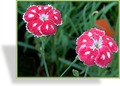 Nelke, Federnelke, Dianthus plumarius 'Waithmans Beauty'