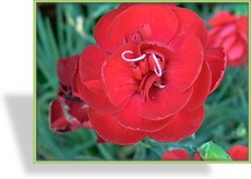 Nelke, Federnelke, Dianthus plumarius 'Desmond'