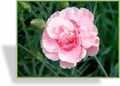 Nelke, Federnelke, Dianthus plumarius 'Doris'