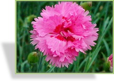 Nelke, Federnelke, Dianthus plumarius 'Maggie'